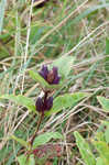 Bottle gentian